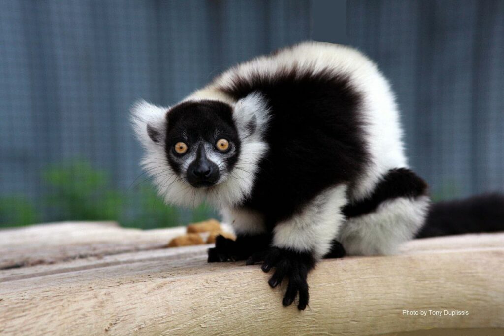 Canada's Accredited Zoos and Aquariums (CAZA) - Magnetic Hill Zoo
