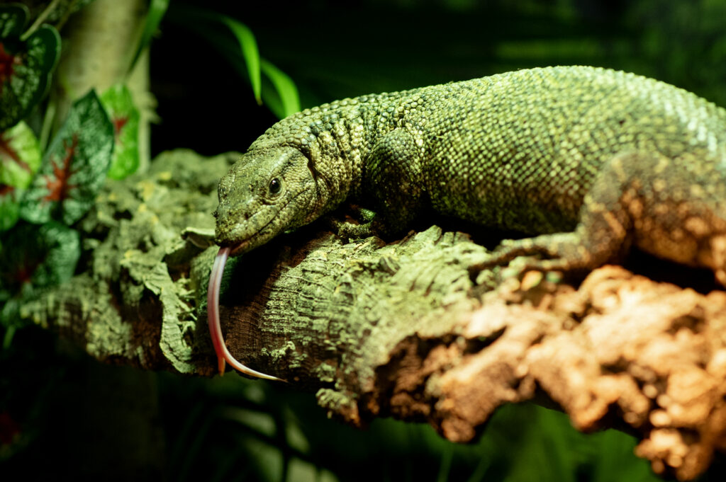 CAZA Annual Conference Awards of Excellence - Ripley's Dragons