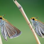 CAZA Annual Conference Awards of Excellence - Assiniboine