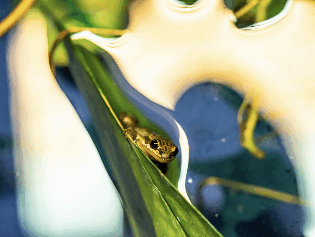 Western Chorus Frog - Espace pour la vie