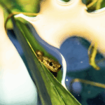 Western Chorus Frog - Espace pour la vie