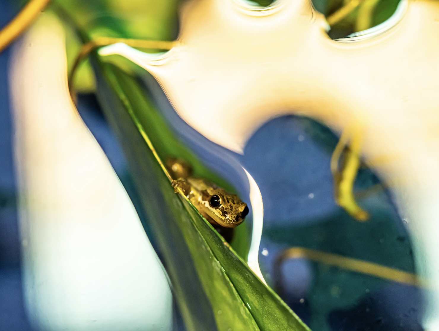 Western Chorus Frog - Espace pour la vie